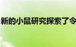 新的小鼠研究探索了令人惊讶的记忆分子体操