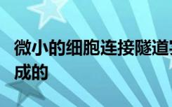 微小的细胞连接隧道实际上是由多个纳米管制成的