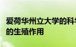 爱荷华州立大学的科学家检查了草甘膦对小鼠的生殖作用