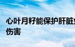 心叶月籽能保护肝脏免受重金属和氧化应激的伤害