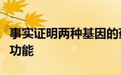 事实证明两种基因的药物可以恢复大鼠的运动功能