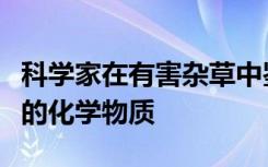 科学家在有害杂草中鉴定出可以解除细菌防御的化学物质