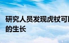 研究人员发现虎杖可以抑制与破坏肝癌干细胞的生长