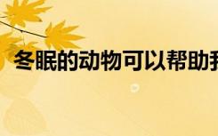 冬眠的动物可以帮助我们治疗老年痴呆症吗