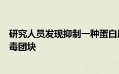 研究人员发现抑制一种蛋白质破坏了帕金森氏病中可见的有毒团块