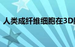 人类成纤维细胞在3D脚手架中向前弹射过程