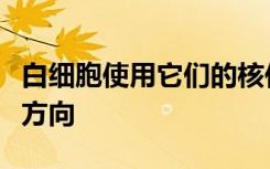 白细胞使用它们的核作为标尺来寻找最佳前进方向