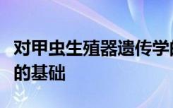 对甲虫生殖器遗传学的新探讨揭示了两性之战的基础