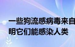 一些狗流感病毒来自猪 但目前还没有迹象表明它们能感染人类