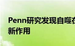 Penn研究发现自噬在干细胞更新和分化中的新作用