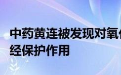 中药黄连被发现对氧化应激引起的疾病具有神经保护作用