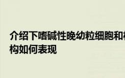 介绍下嗜碱性晚幼粒细胞和杆状核粒细胞在电镜下的超微结构如何表现