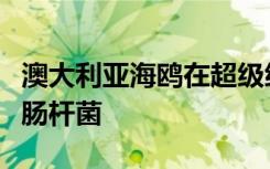 澳大利亚海鸥在超级细菌恐慌中携带抗药性大肠杆菌