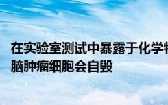 在实验室测试中暴露于化学物质后 从患者体内获取的侵袭性脑肿瘤细胞会自毁