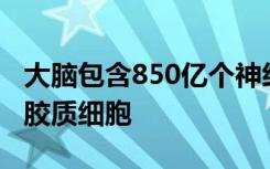 大脑包含850亿个神经细胞和许多所谓的神经胶质细胞