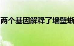 两个基因解释了墙壁蜥蜴的颜色和行为的变化