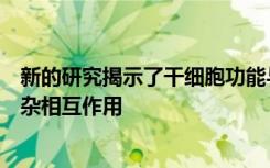 新的研究揭示了干细胞功能与神经组织中分子扩散之间的复杂相互作用