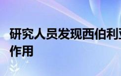 研究人员发现西伯利亚人参的植物化学和抗癌作用