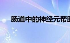 肠道中的神经元帮助免疫系统控制炎症