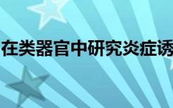 在类器官中研究炎症诱发的血脑屏障功能障碍