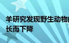 羊研究发现野生动物的免疫系统随着年龄的增长而下降