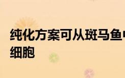 纯化方案可从斑马鱼中收集难以捉摸的血液干细胞