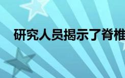 研究人员揭示了脊椎动物视觉的分子基础