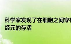 科学家发现了在细胞之间穿梭的新信使分子 可以帮助保护神经元的存活