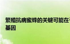 繁殖抗病蜜蜂的关键可能在于以控制卫生行为而闻名的一组基因