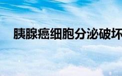 胰腺癌细胞分泌破坏肿瘤免疫攻击的信号