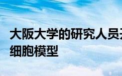 大阪大学的研究人员开发了一种新型的人类干细胞模型