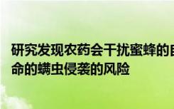 研究发现农药会干扰蜜蜂的自我修饰能力 并增加蜜蜂遭受致命的螨虫侵袭的风险