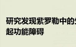 研究发现紫罗勒中的生物活性化合物可改善勃起功能障碍