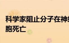 科学家阻止分子在神经细胞内部移动以防止细胞死亡