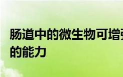 肠道中的微生物可增强免疫系统抵抗疱疹病毒的能力