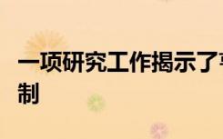 一项研究工作揭示了亨廷顿舞蹈病的新分子机制