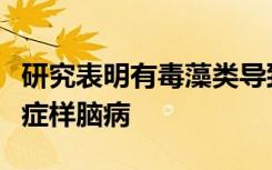 研究表明有毒藻类导致海豚患有阿尔茨海默氏症样脑病