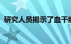 研究人员揭示了血干细胞出生所必需的细胞