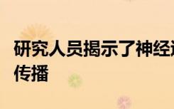 研究人员揭示了神经退行性疾病如何通过大脑传播