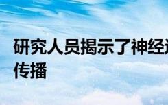 研究人员揭示了神经退行性疾病如何通过大脑传播