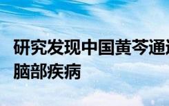 研究发现中国黄芩通过预防神经元死亡来预防脑部疾病