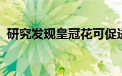 研究发现皇冠花可促进大脑神经组织的生长