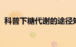 科普下糖代谢的途径知识点习题复习有哪些