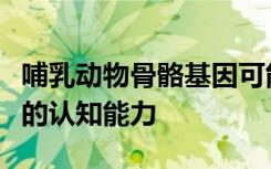 哺乳动物骨骼基因可能被重新利用以增强人类的认知能力