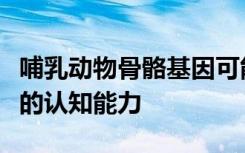 哺乳动物骨骼基因可能被重新利用以增强人类的认知能力