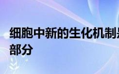 细胞中新的生化机制是抗衰老计划的关键组成部分