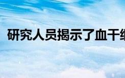 研究人员揭示了血干细胞出生所必需的细胞