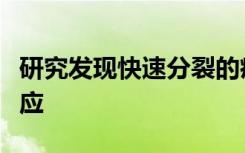 研究发现快速分裂的癌症干细胞对新疗法有反应