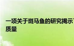 一项关于斑马鱼的研究揭示了性竞争如何影响精子的功能和质量