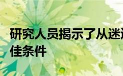 研究人员揭示了从迷迭香中提取抗氧化剂的最佳条件